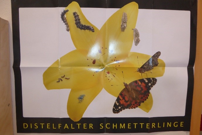Züchten von Schmetterlingen
